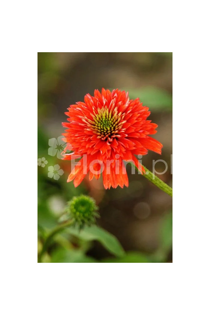 Jeżówka 'Secret Love' Echinacea