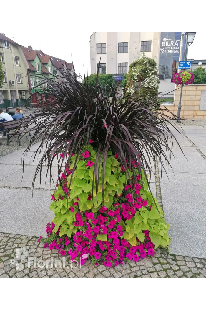 Rozplenica Słoniowa 'Vertigo' | Pennisetum purpureum