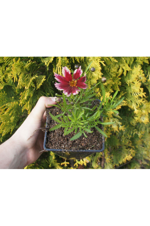 Nachyłek 'Ruby Frost' | Coreopsis