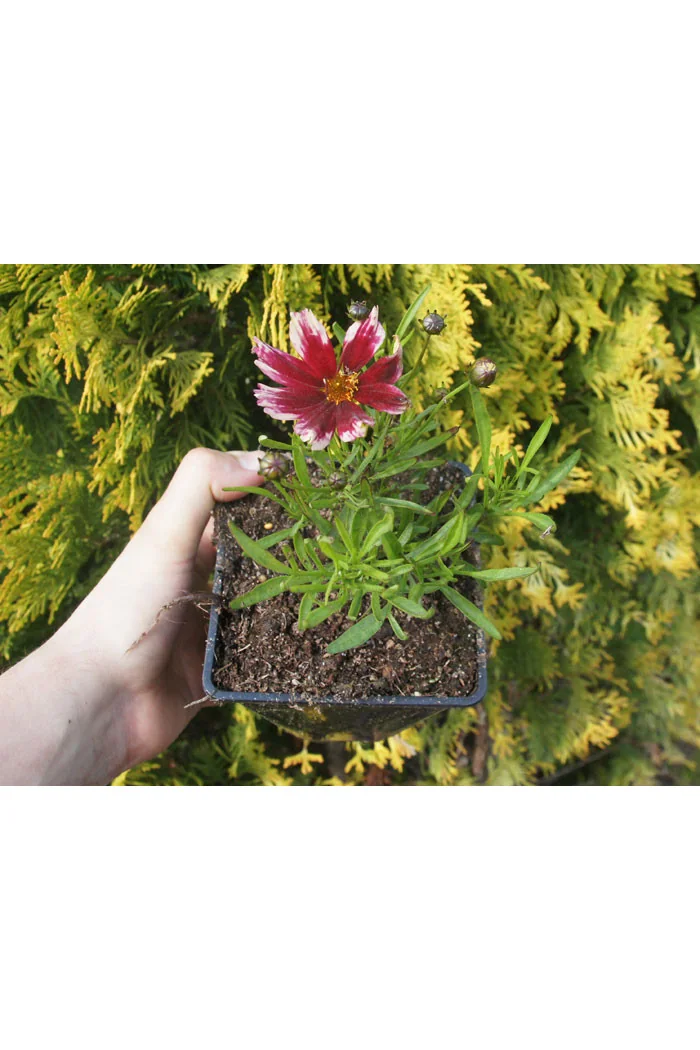 Nachyłek 'Ruby Frost' | Coreopsis