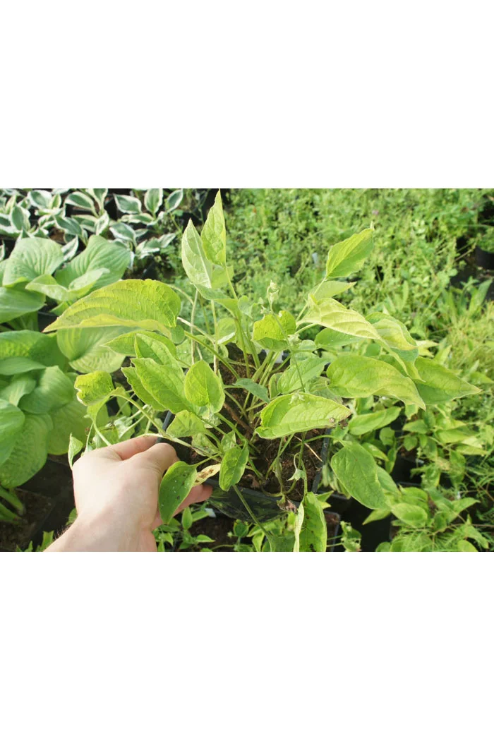 Ułudka wiosenna 'Alba' | Omphalodes verna