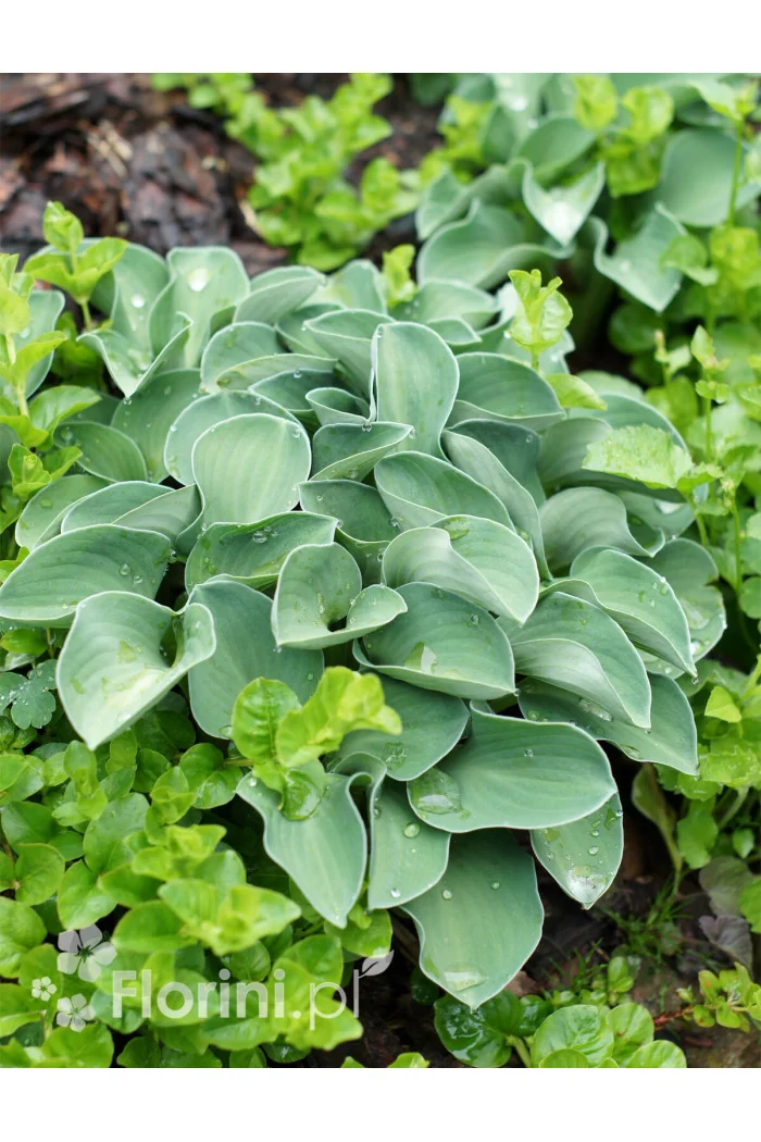 Funkia 'Blue Mouse Ears' | Hosta