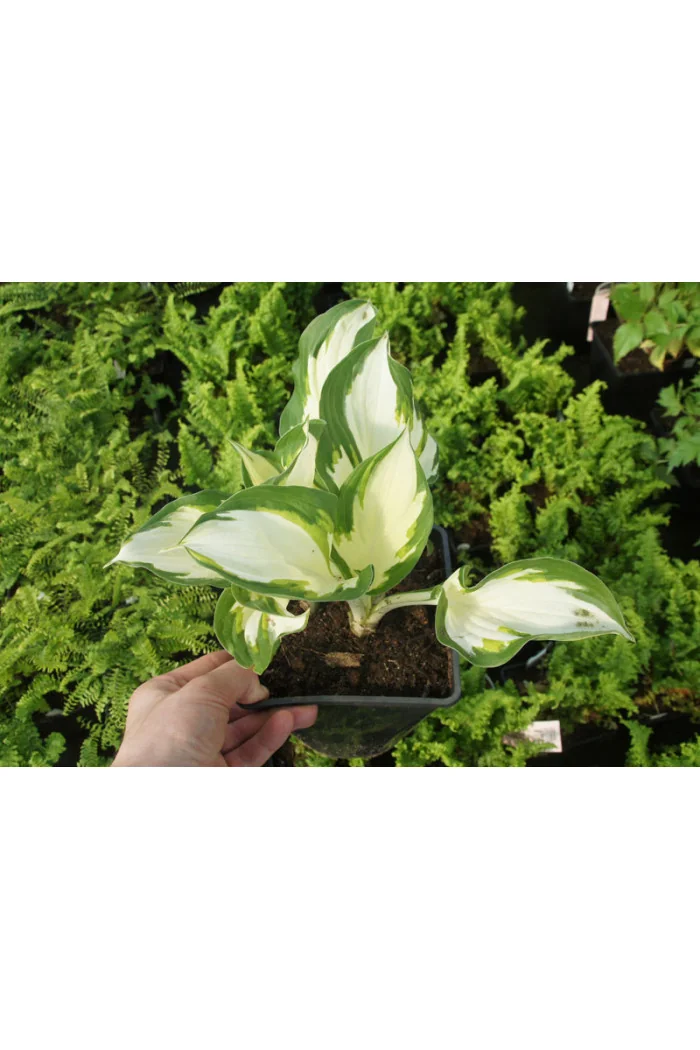 Funkia 'Fire and Ice' | Hosta