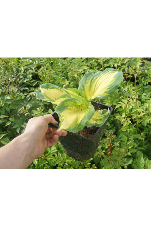 Funkia 'Great Expectations' | Hosta
