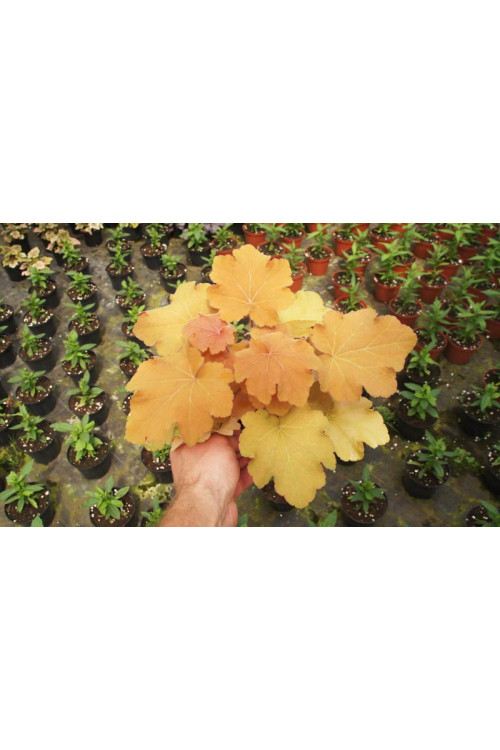 Żurawka 'Caramel' Heuchera