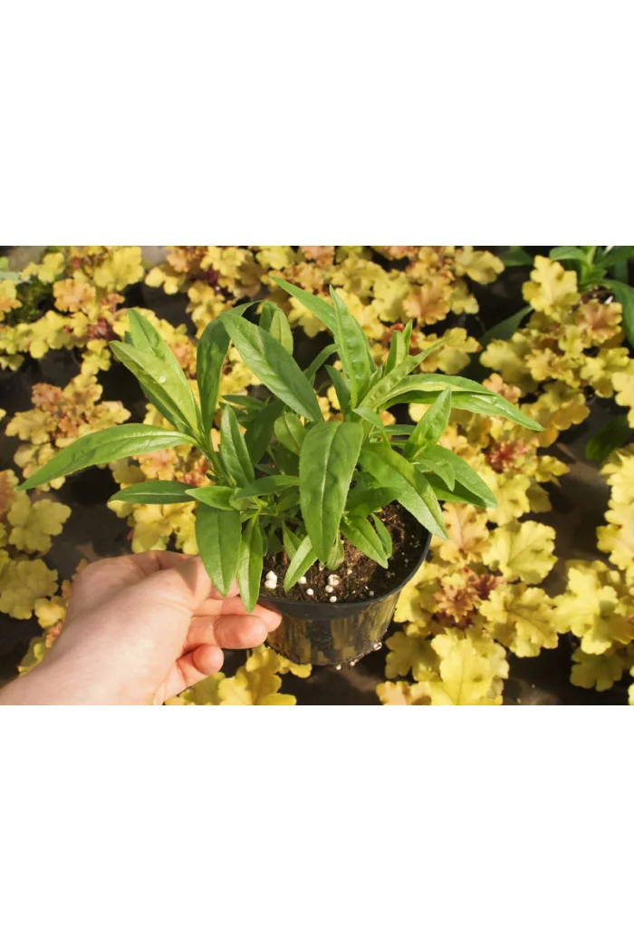 Penstemon 'Cha Cha Hot Pink' Penstemon