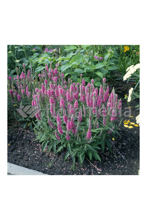 Przetacznik kłosowy 'Baby Pink' Veronica spicata