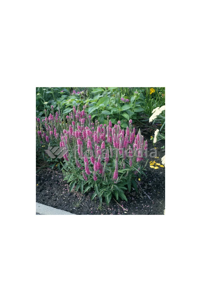 Przetacznik kłosowy 'Baby Pink' Veronica spicata