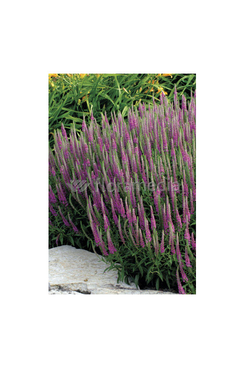 Przetacznik kłosowy 'Baby Pink' Veronica spicata