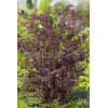 Berberys Thunberga 'Rose Glow' Berberis thunbergii