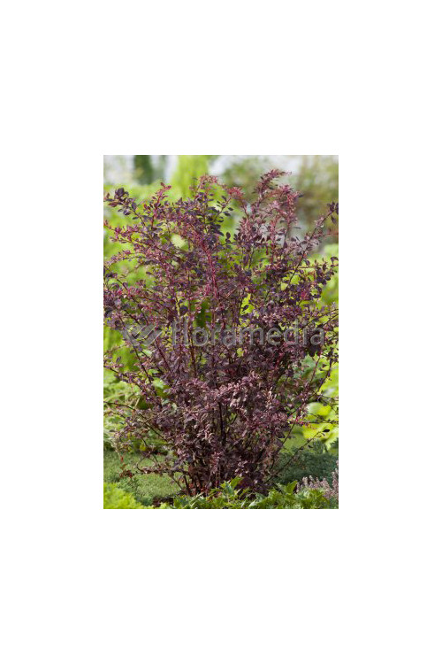 Berberys Thunberga 'Rose Glow' Berberis thunbergii