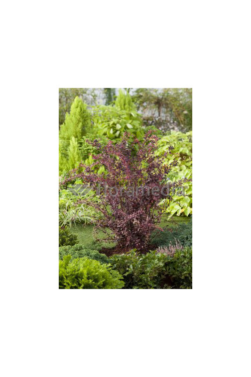 Berberys Thunberga 'Rose Glow' Berberis thunbergii