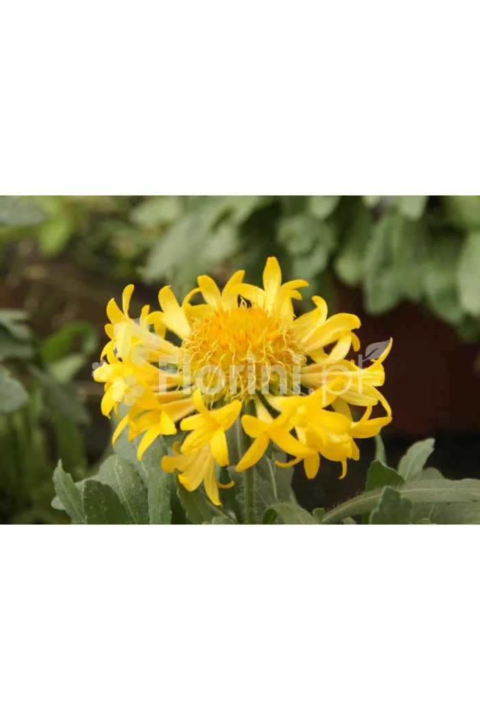 Gailardia 'Sunny Wheeler' Gaillardia