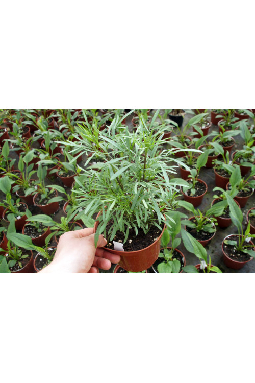 Nachyłek 'Red Satin' Coreopsis