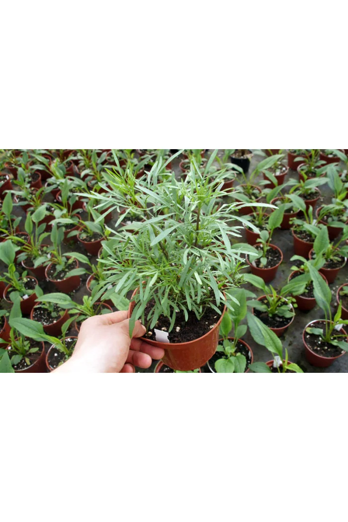 Nachyłek 'Red Satin' Coreopsis