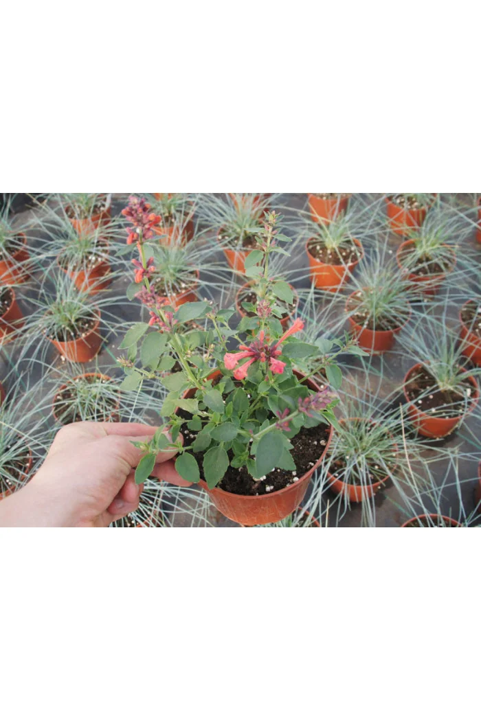 Kłosowiec 'Kudos Coral' Agastache