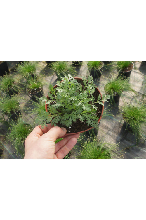 Złocień 'Garden Treasure' Tanacetum