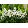 Tawułka arendsa 'Deutschland' | Astilbe arendsii