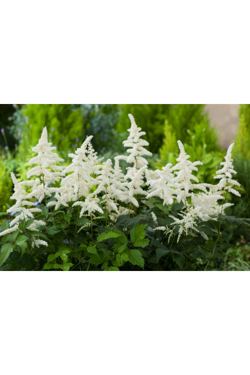 Tawułka arendsa 'Deutschland' | Astilbe arendsii