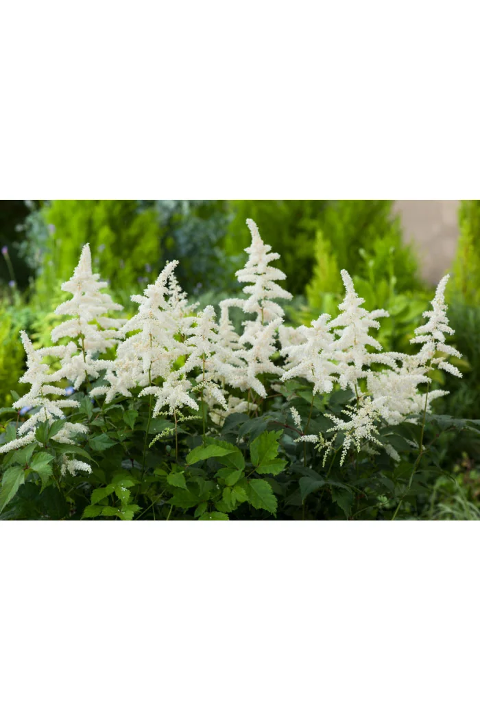 Tawułka arendsa 'Deutschland' | Astilbe arendsii