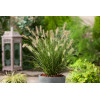 Rozplenica japońska 'Little Bunny' | Pennisetum