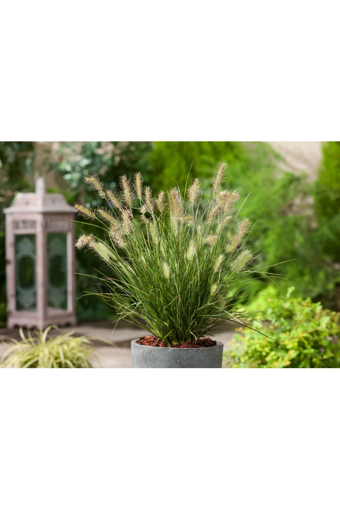 Rozplenica japońska 'Little Bunny' | Pennisetum