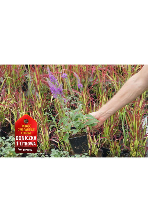 Przetacznik długolistny 'Eveline' Veronica longifolia