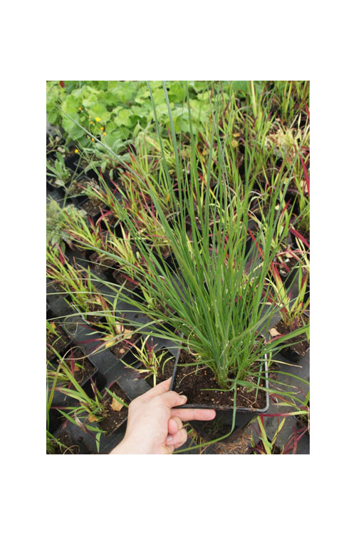 Rozplenica japońska 'Hameln' | Pennisetum alopecuroides