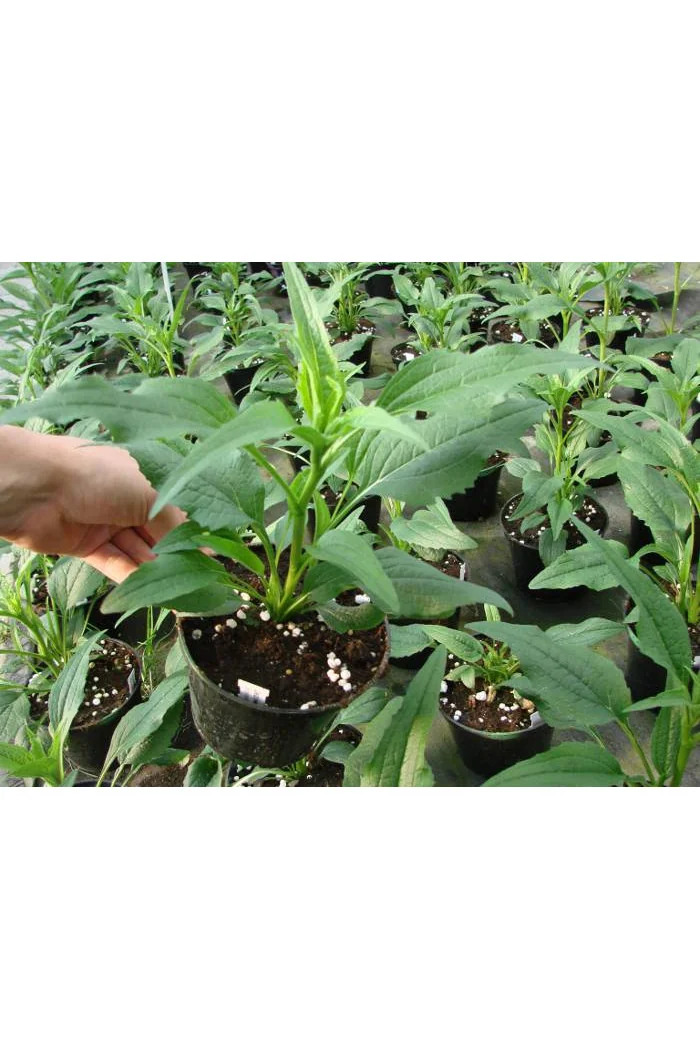 Jeżówka 'Razzmatazz' Echinacea