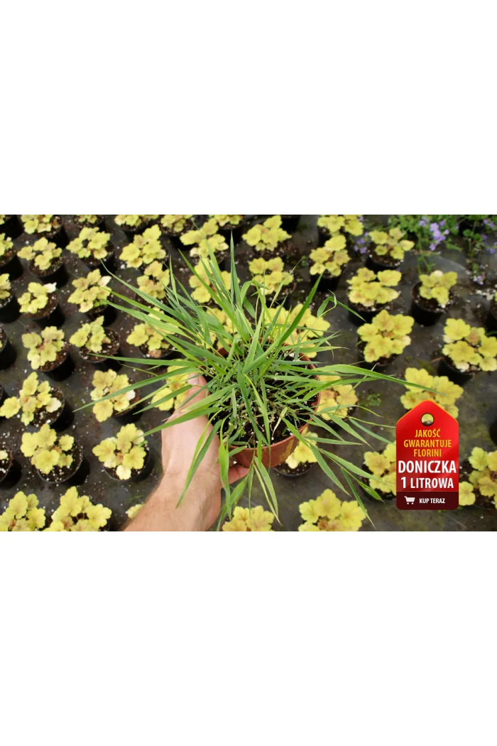 Hakonechloa 'Beni Kaze' | Hakonechloa macra