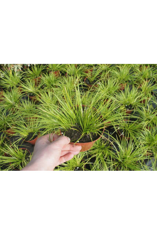 Tatarak trawiasty 'Pusillus Aurea' | Acorus gramineus