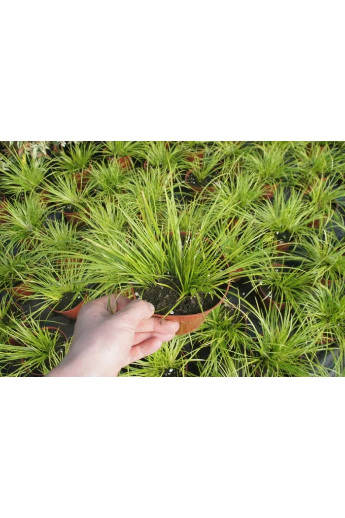 Tatarak trawiasty 'Pusillus Aurea' | Acorus gramineus