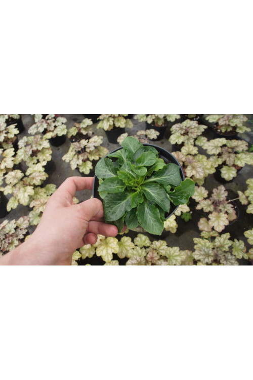 Lobelia 'Monet Moment' Lobelia