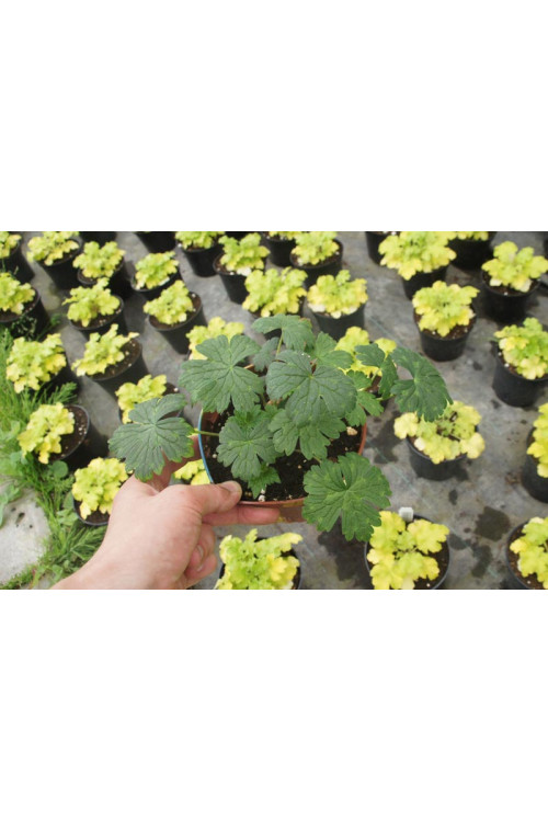 Bodziszek 'Pink Penny' Geranium