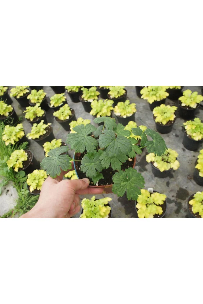 Bodziszek 'Pink Penny' Geranium