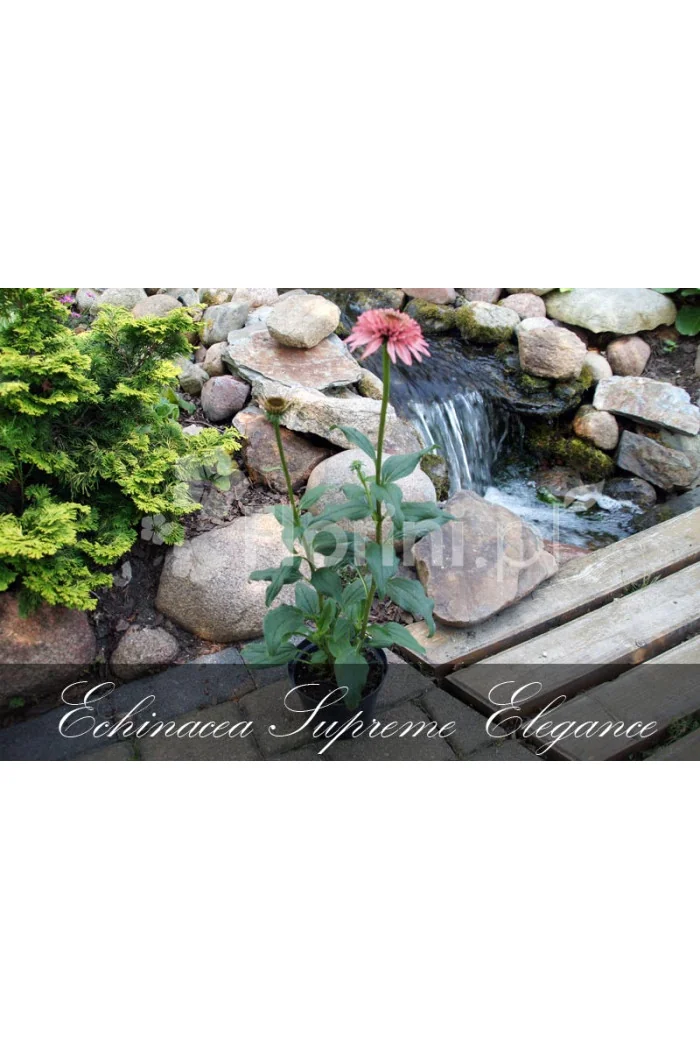 Jeżówka 'Supreme Elegance' Echinacea