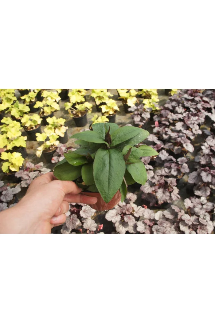 Firletka smółka 'Lipstick' Lychnis