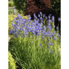 Kosaciec (Irys) syberyjski Iris sibirica