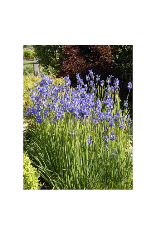 Kosaciec (Irys) syberyjski Iris sibirica