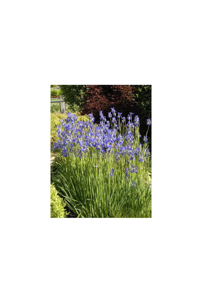 Kosaciec (Irys) syberyjski Iris sibirica