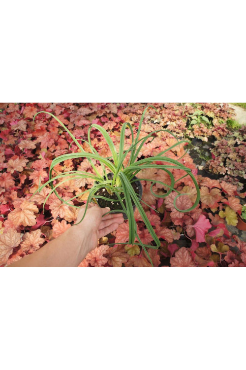 Trytoma 'Limelight' | Kniphofia