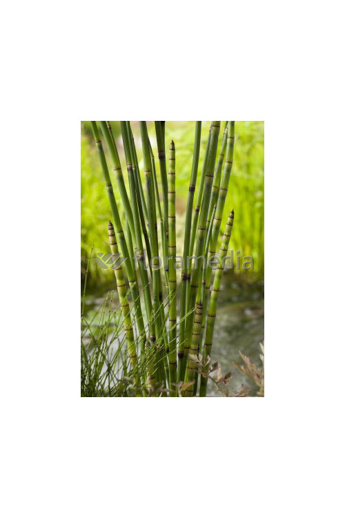 Skrzyp zimowy 'Robustum' | Equisetum hyemale
