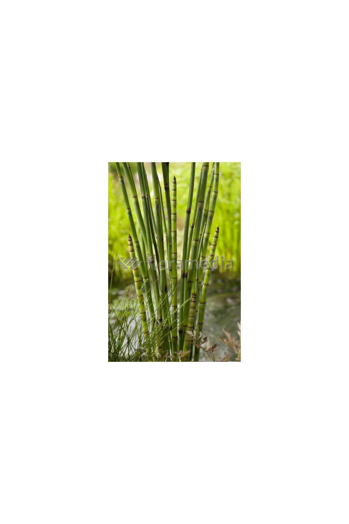 Skrzyp zimowy 'Robustum' | Equisetum hyemale
