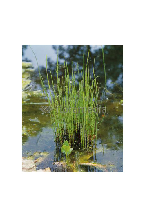 Skrzyp zimowy 'Robustum' | Equisetum hyemale