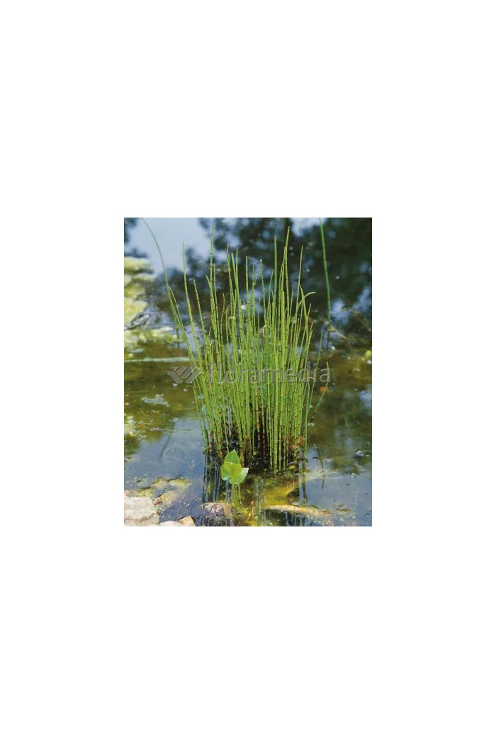 Skrzyp zimowy 'Robustum' | Equisetum hyemale