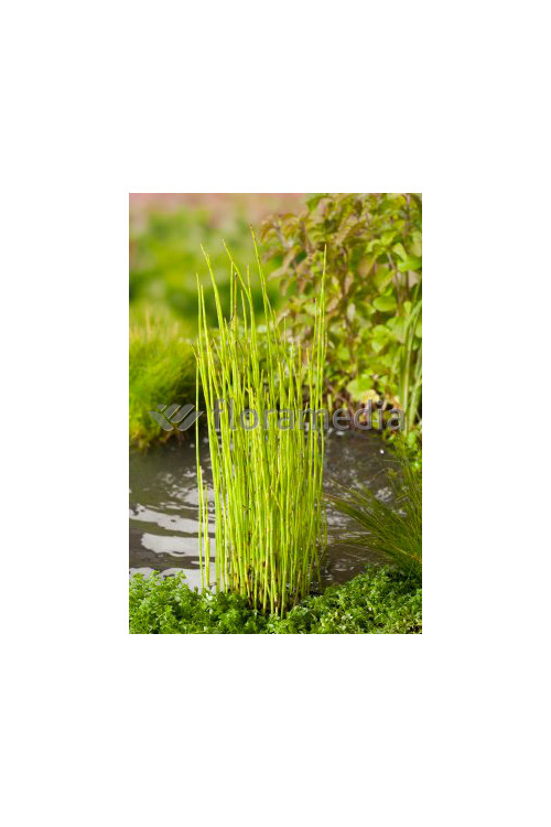 Skrzyp zimowy 'Robustum' | Equisetum hyemale