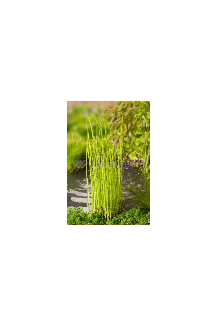 Skrzyp zimowy 'Robustum' | Equisetum hyemale