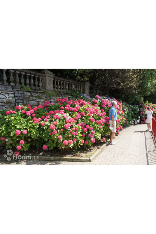 Hortensja ogrodowa 'Red Baron' | Hydrangea macrophylla