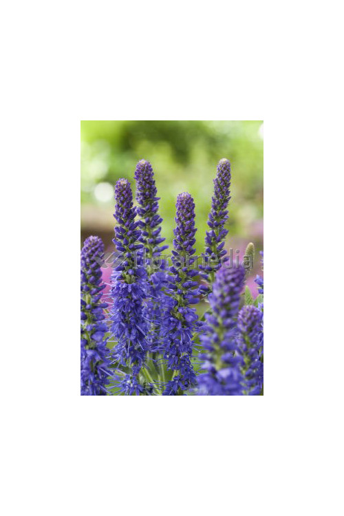 Przetacznik kłosowy 'Baby Blue' Veronica spicata
