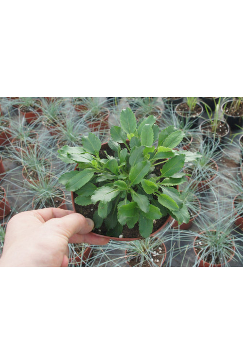 Przetacznik kłosowy 'Baby Blue' Veronica spicata